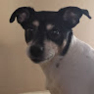 Meet your Posher, Java